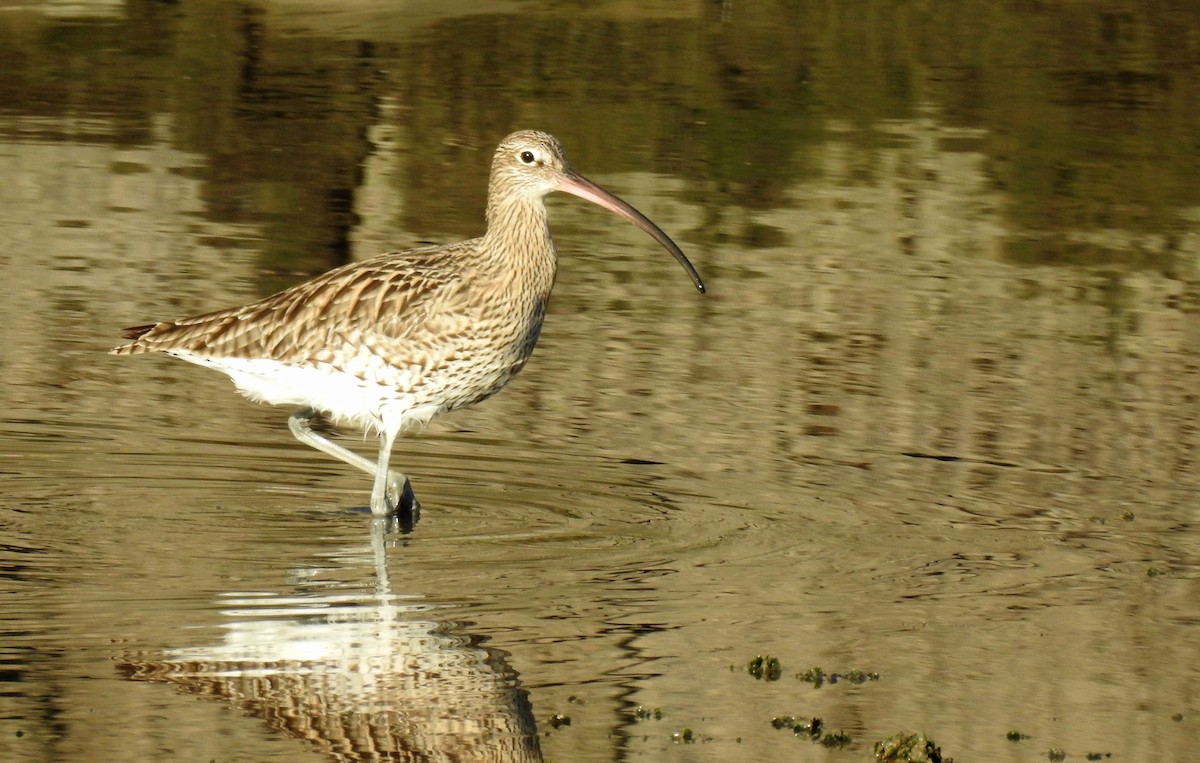 Eurasian Curlew - Ricardo Salgueiro