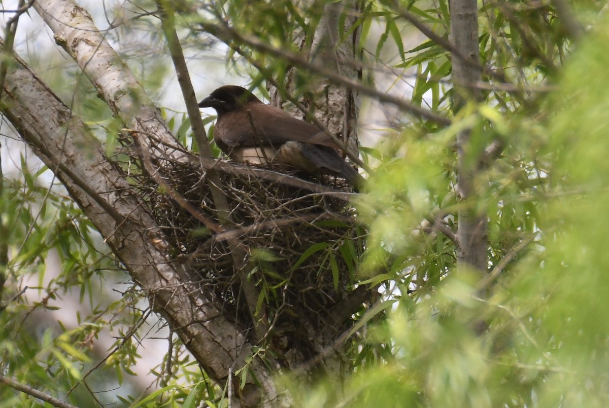 Brown Jay - Colin Dillingham