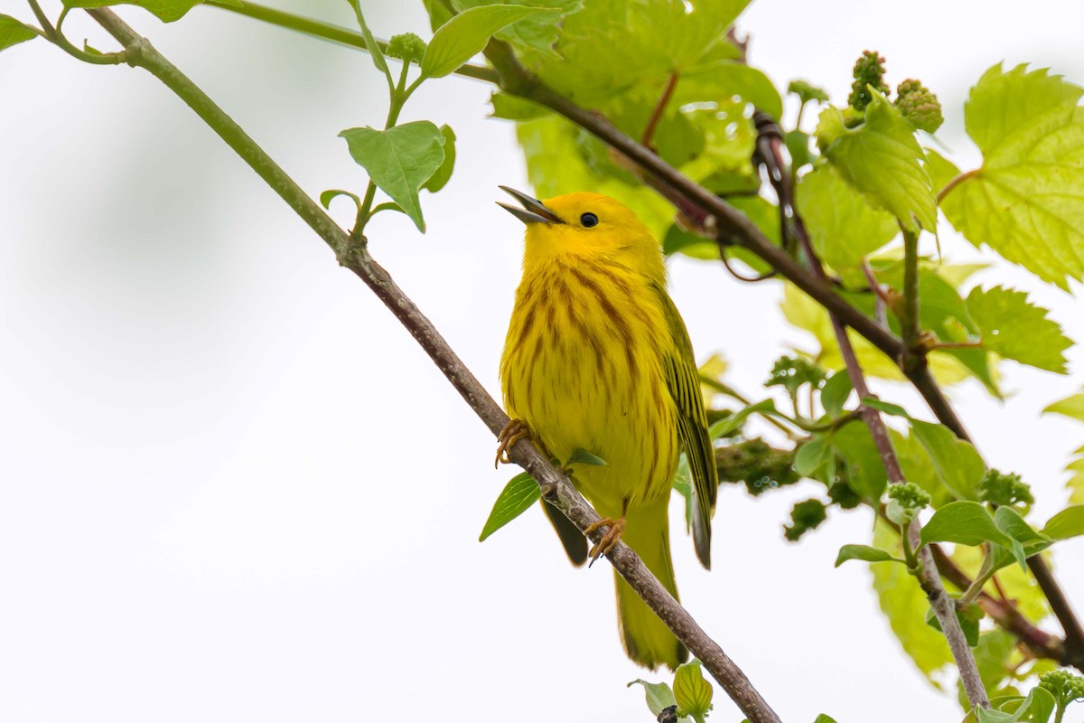 Yellow Warbler - Steve Burkholder