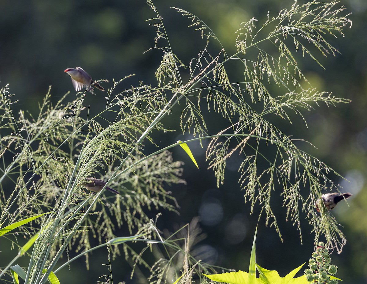 Common Waxbill - Clarisse Odebrecht