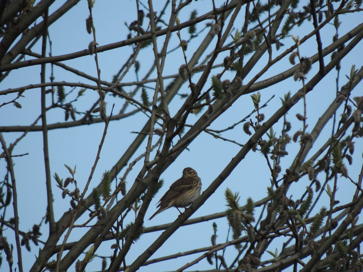 Tree Pipit - ML618910671