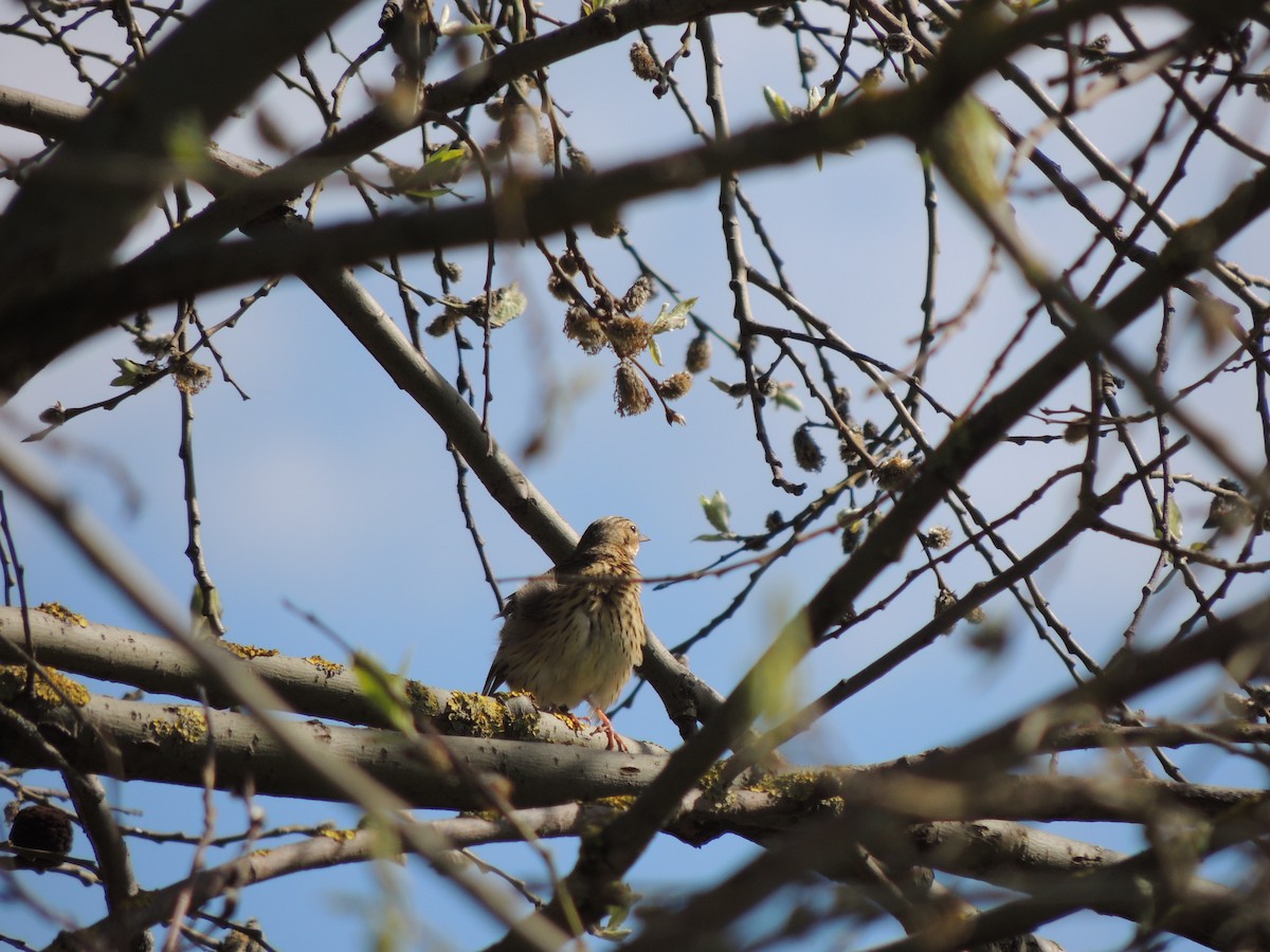 Tree Pipit - ML618910674