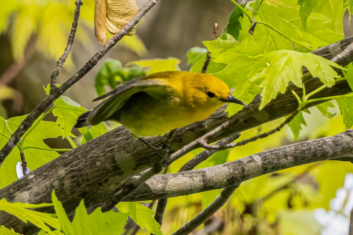 Prothonotary Warbler - ML618910684