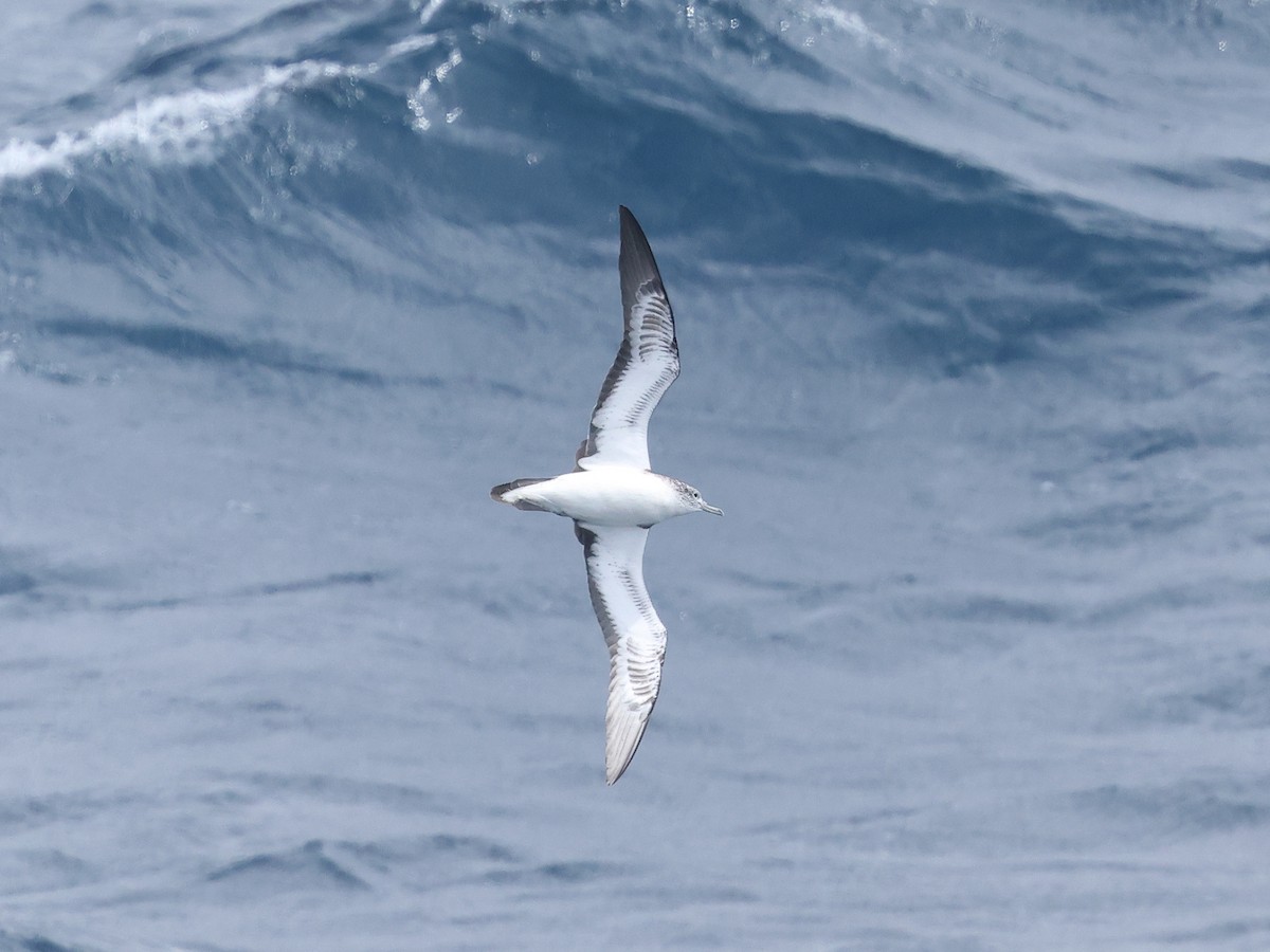 Streaked Shearwater - Mark Newsome