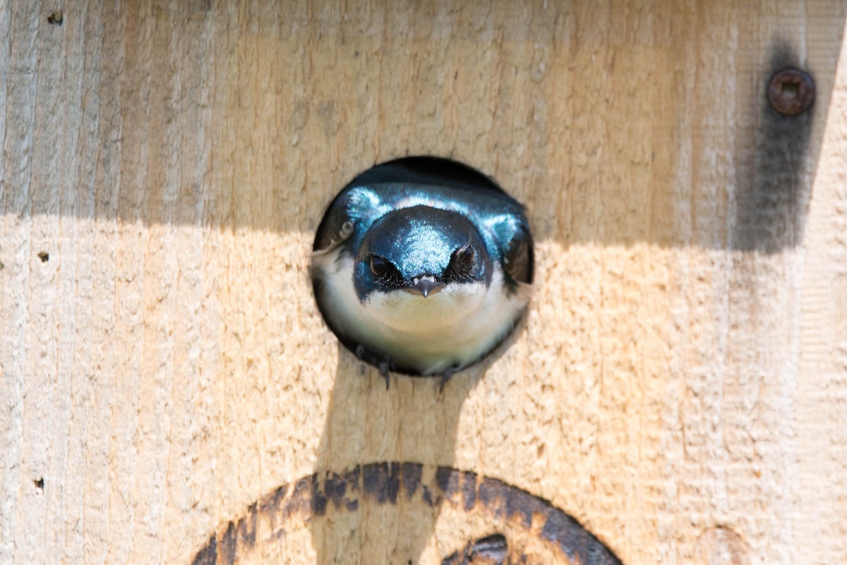 Tree Swallow - ML618910689