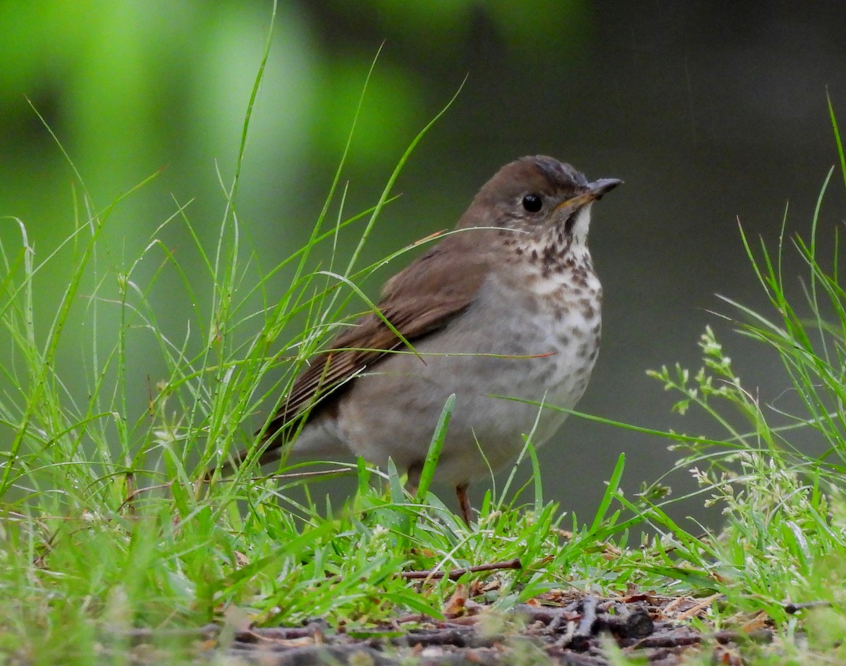 Gray-cheeked Thrush - ML618910695