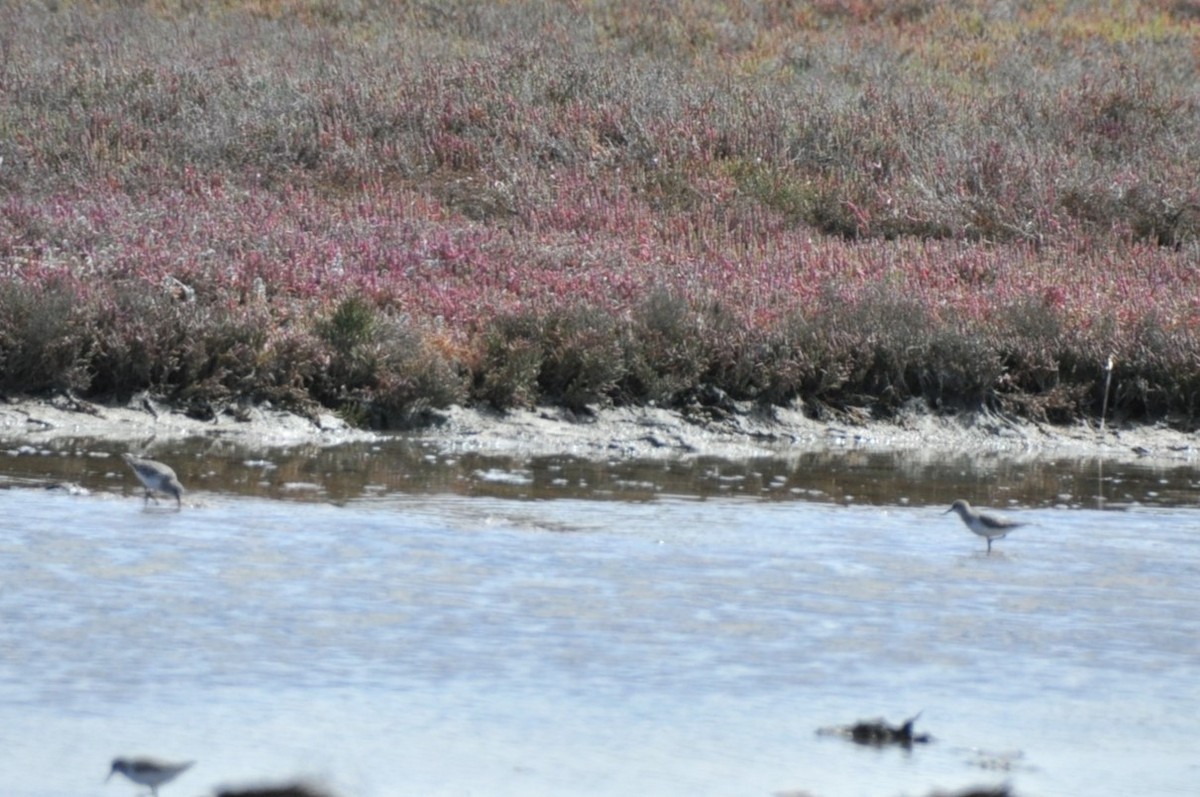 Little Stint - 🦜 Daniel Correia 🦜