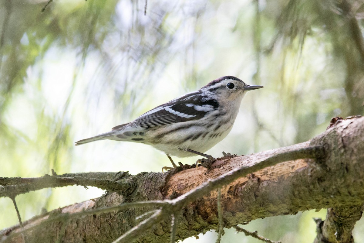 Black-and-white Warbler - ML618910709