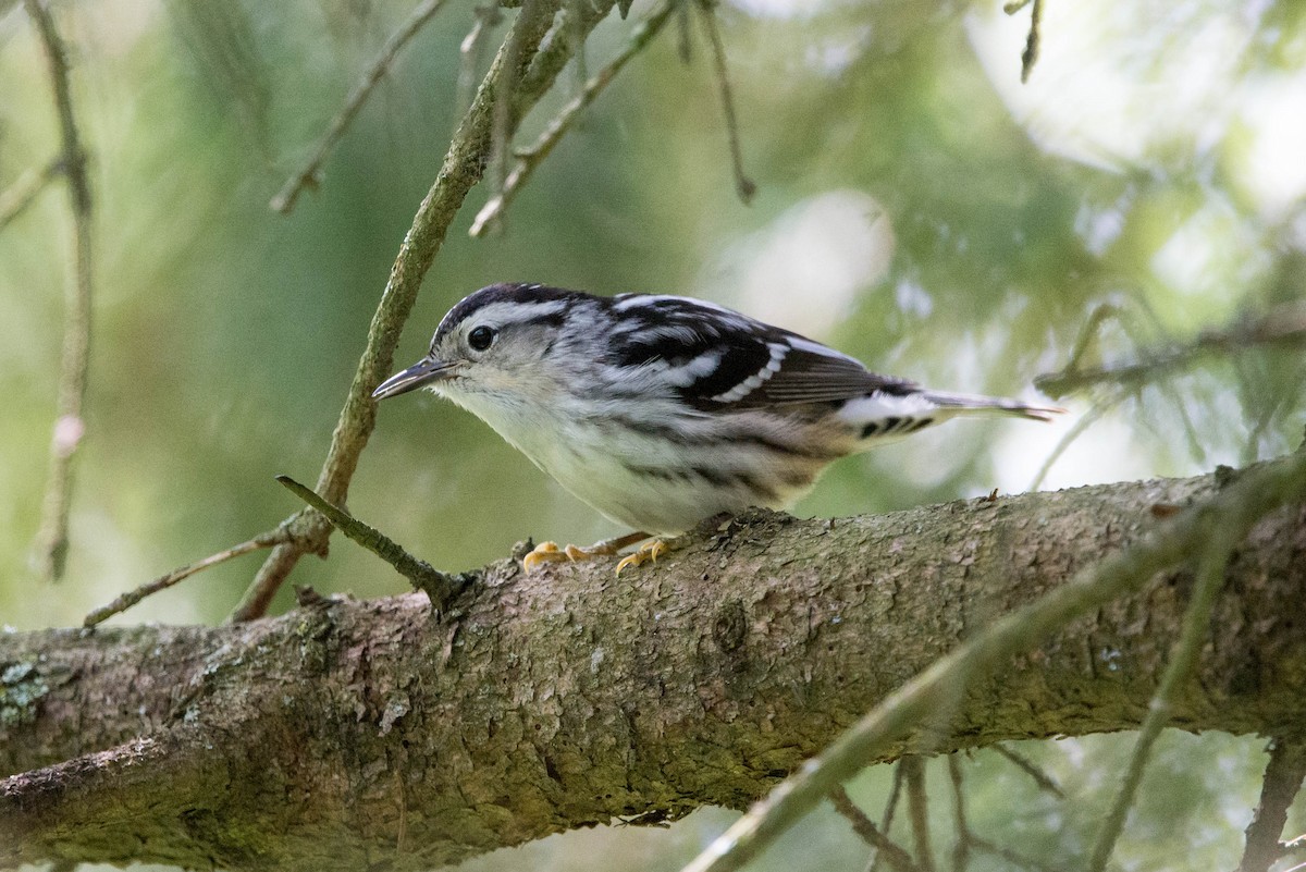 Black-and-white Warbler - ML618910711