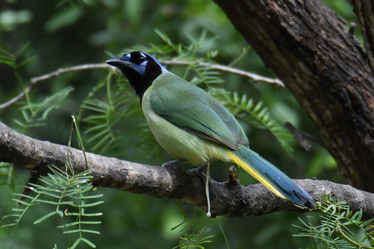 Green Jay - Colin Dillingham