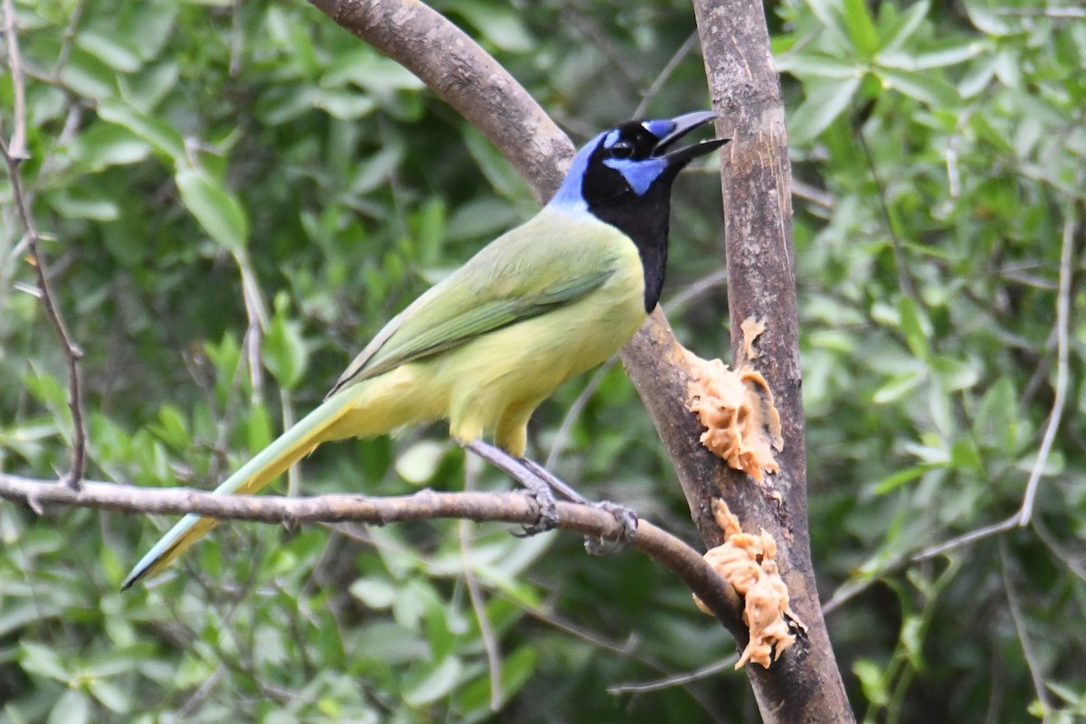 Green Jay - Colin Dillingham