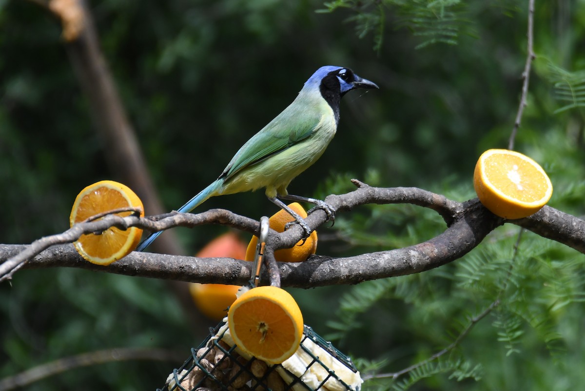 Green Jay - Colin Dillingham