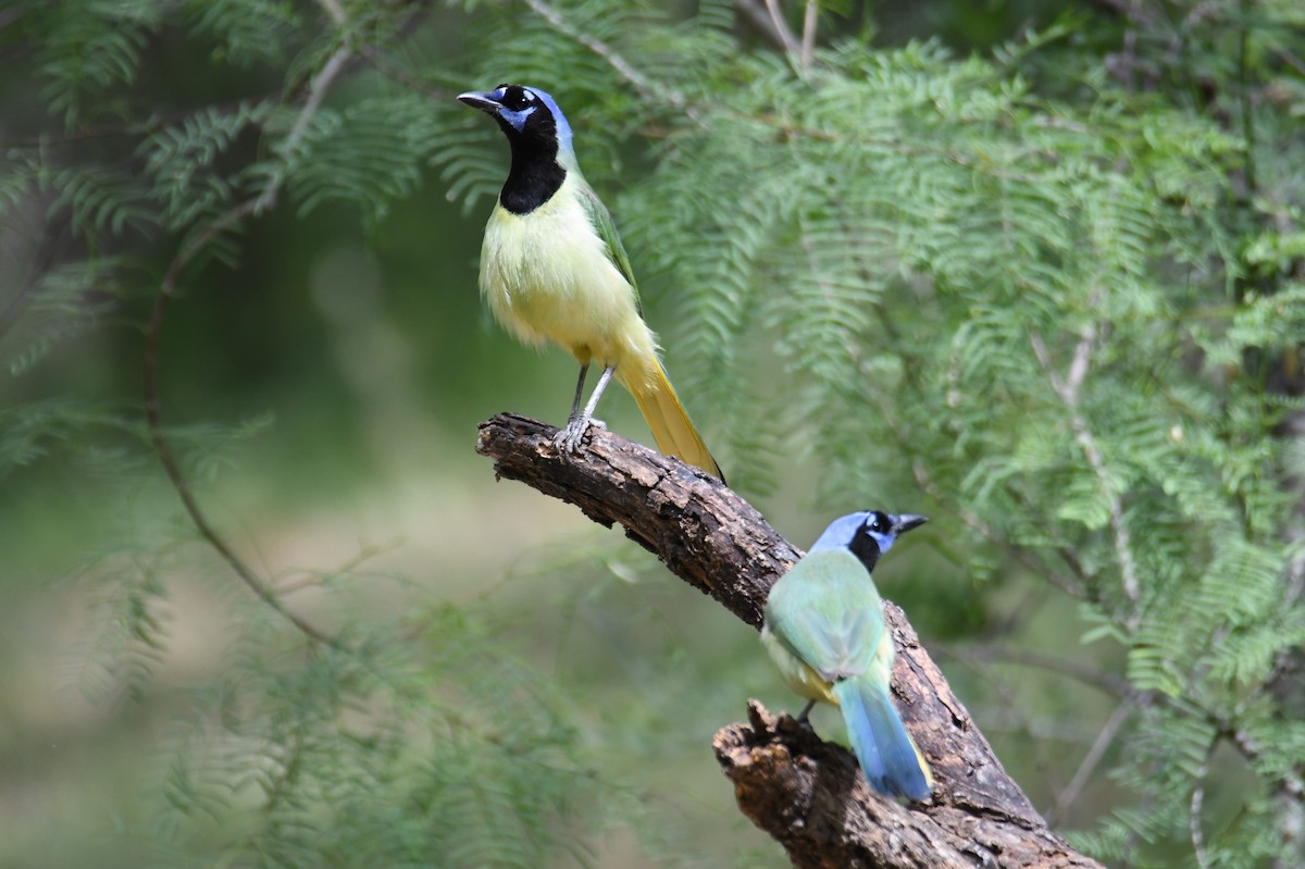 Green Jay - Colin Dillingham