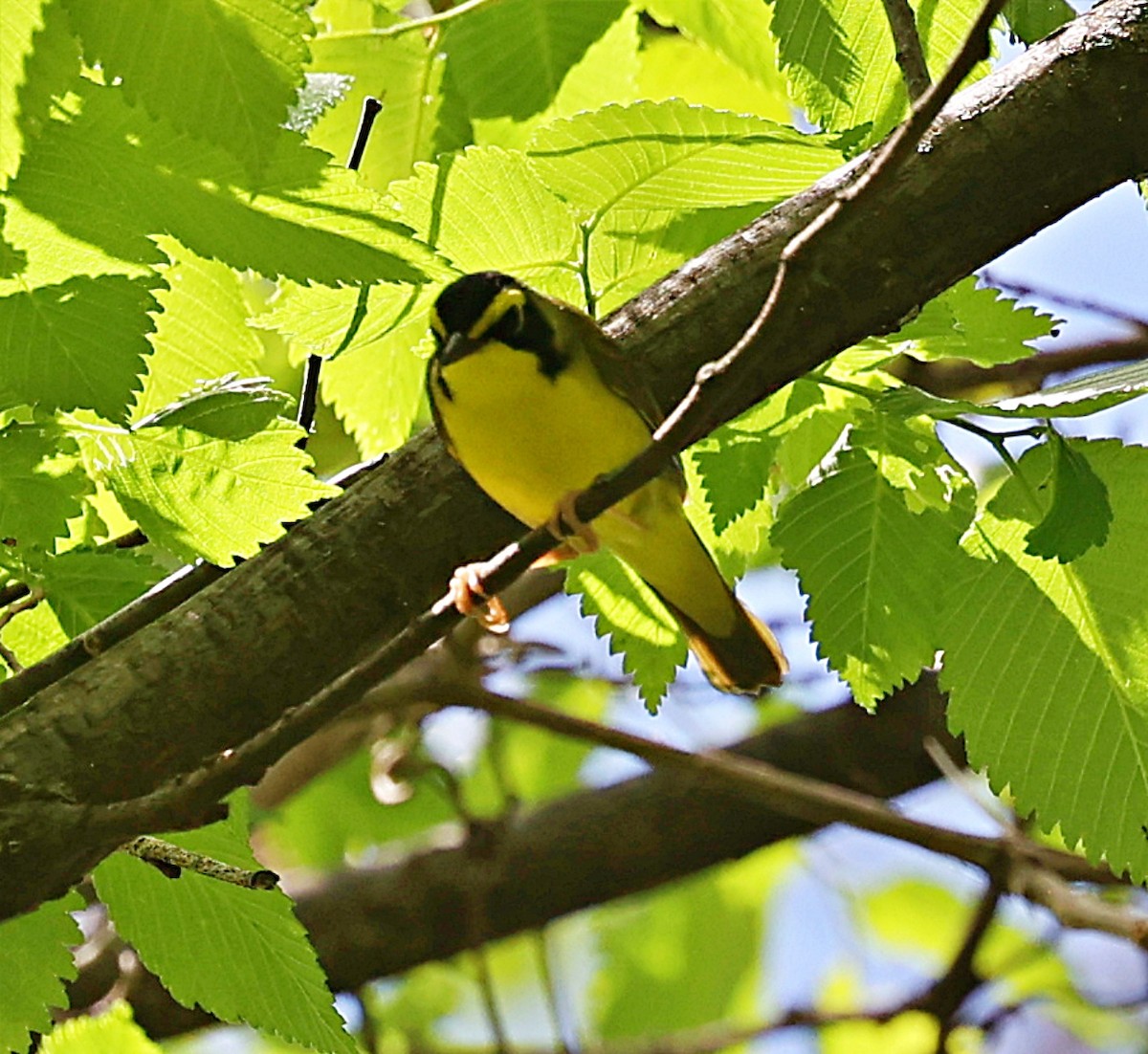 Kentucky Warbler - ML618910734