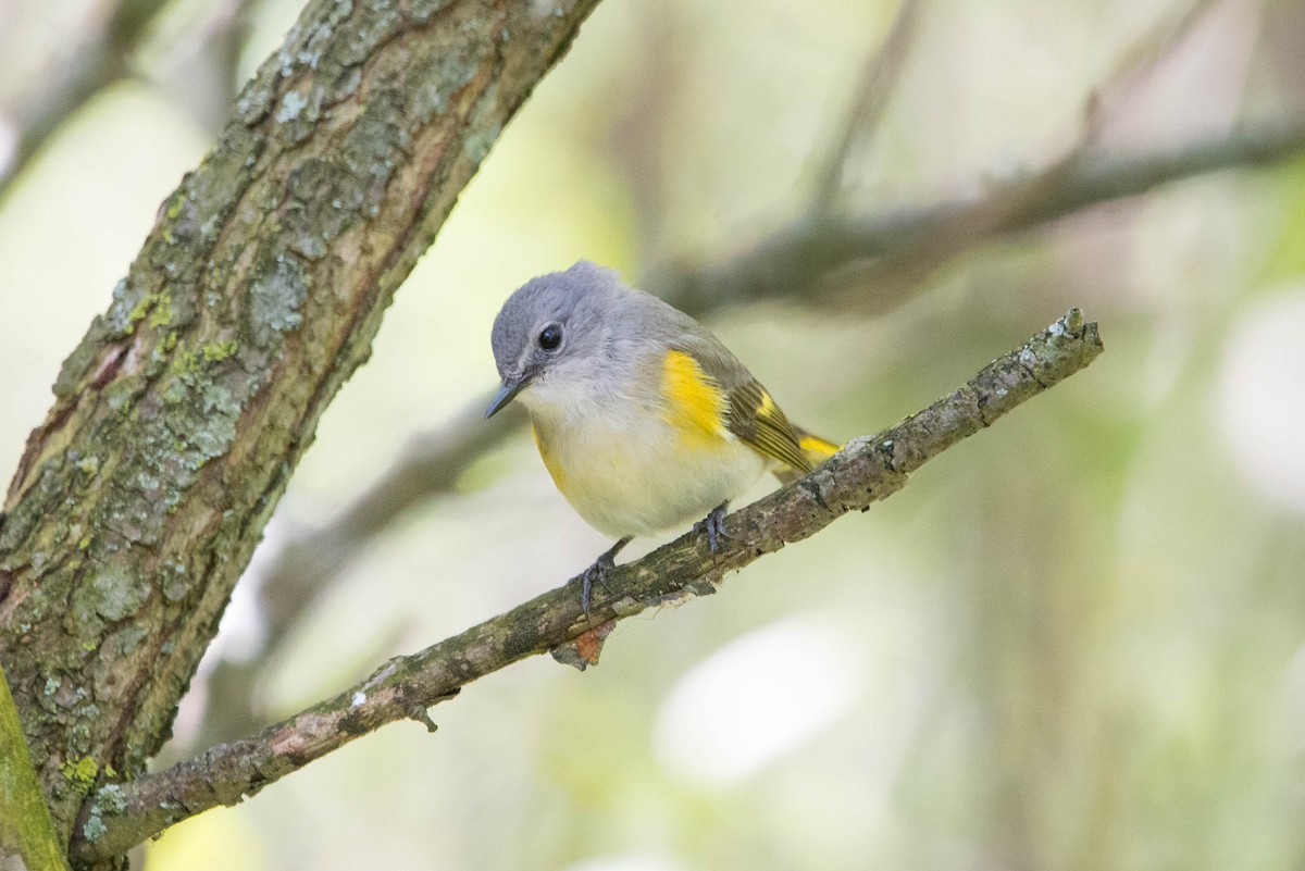 American Redstart - ML618910737