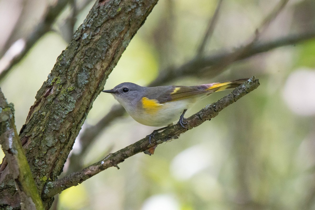 American Redstart - ML618910738
