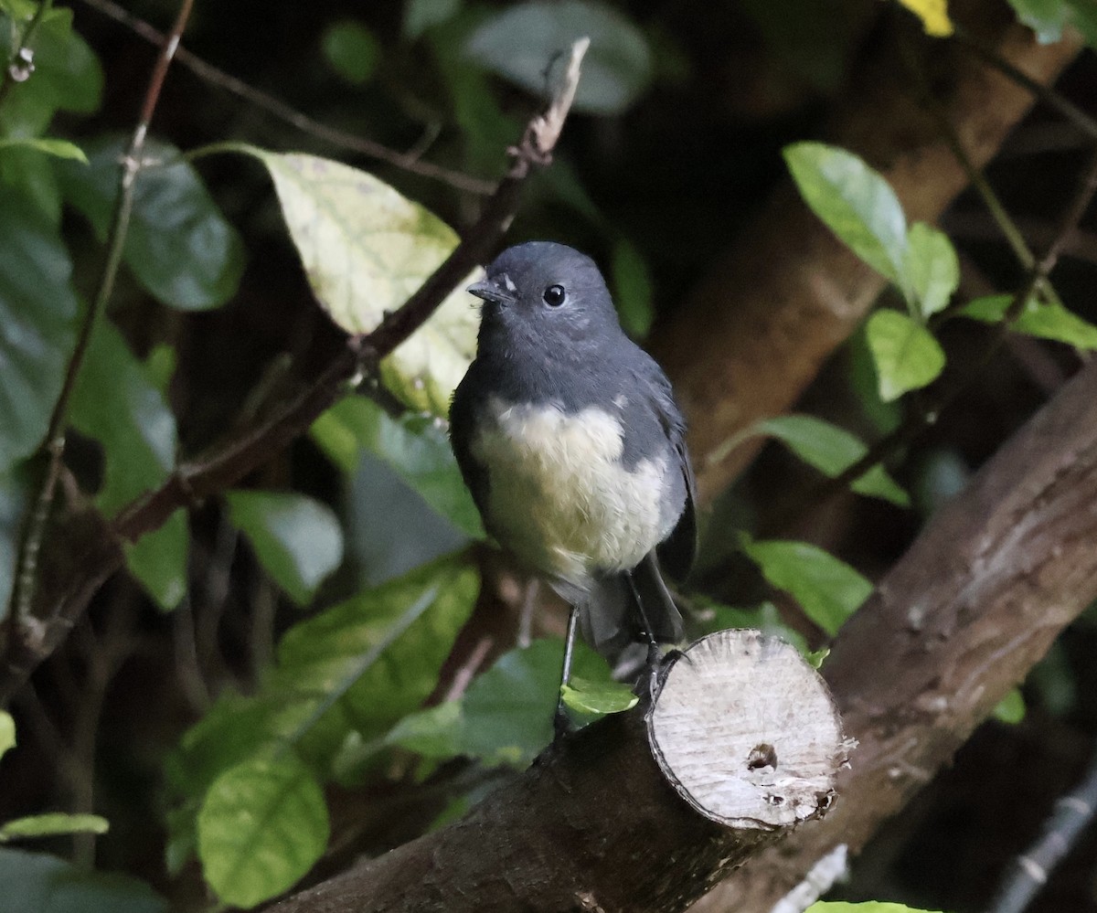 South Island Robin - ML618910752