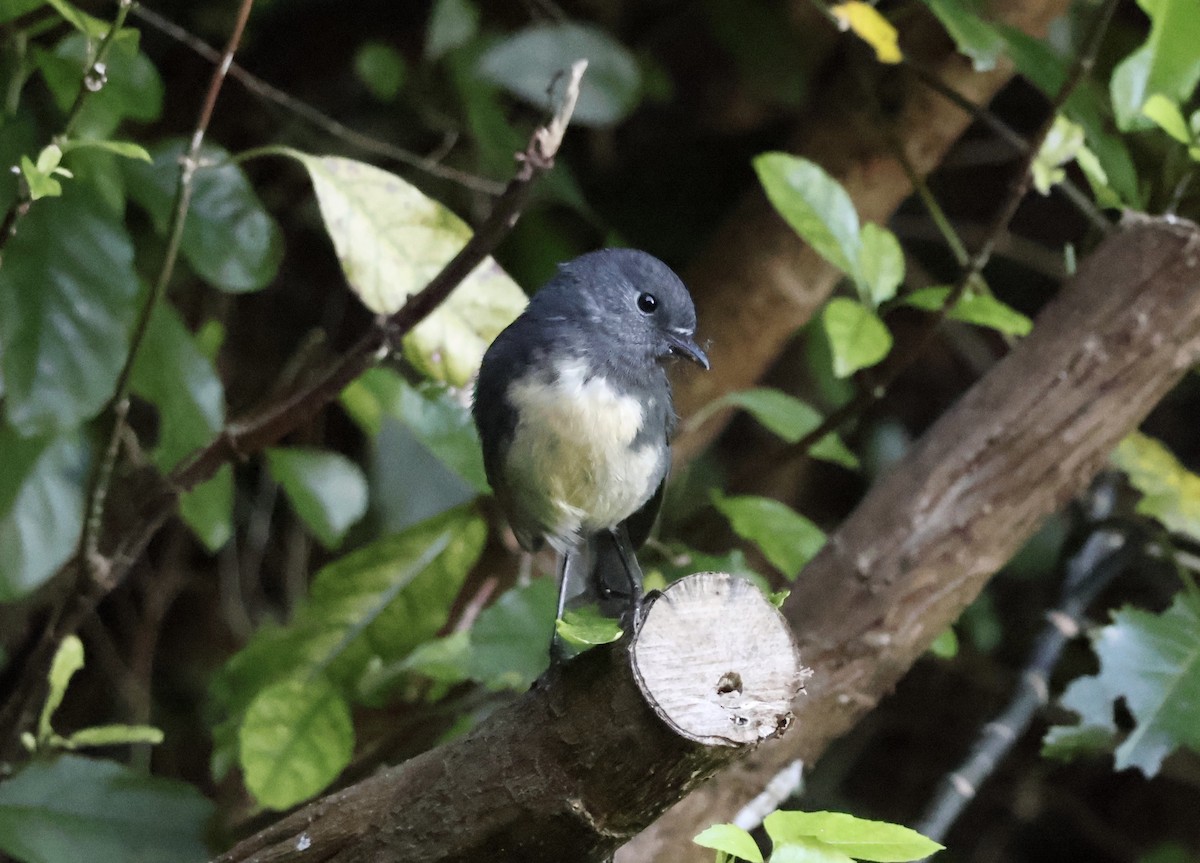 South Island Robin - ML618910753