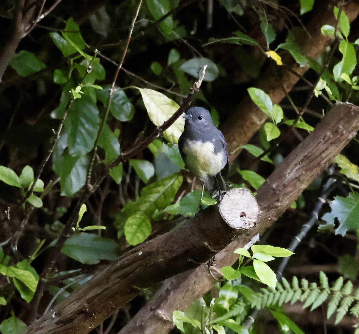 South Island Robin - Anonymous