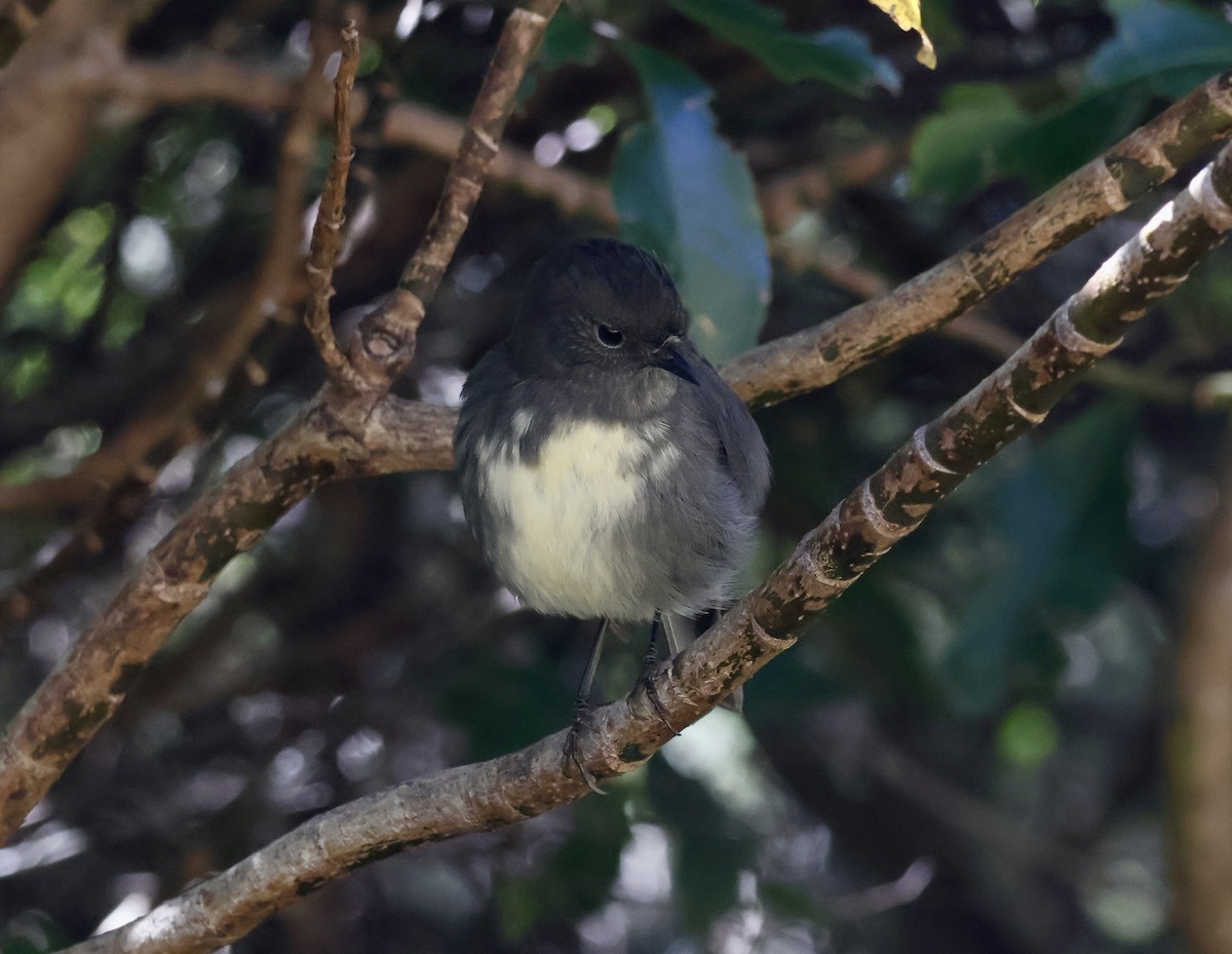 South Island Robin - ML618910755