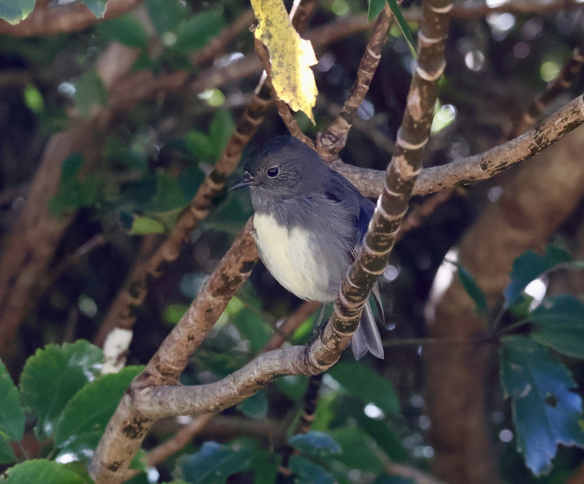 South Island Robin - ML618910757