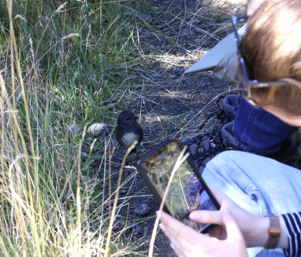 South Island Robin - ML618910758