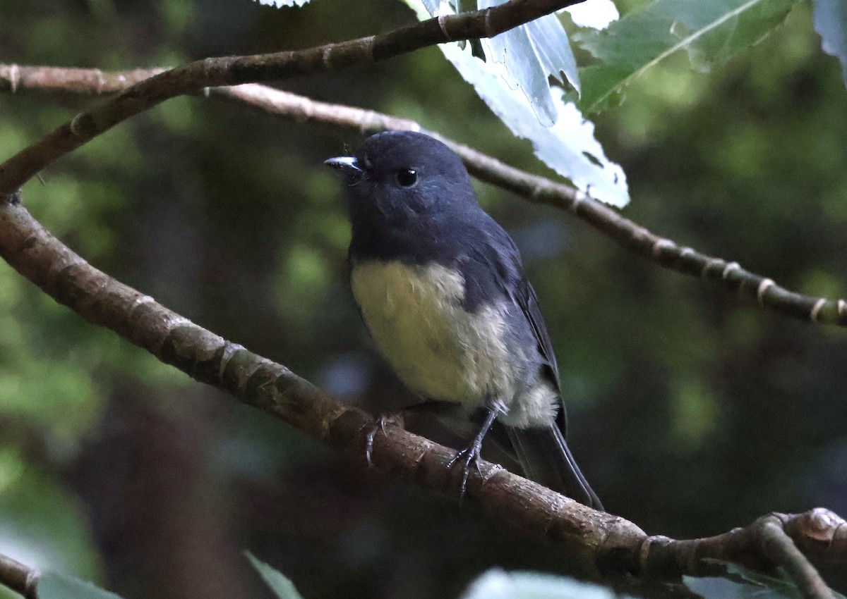 South Island Robin - ML618910759