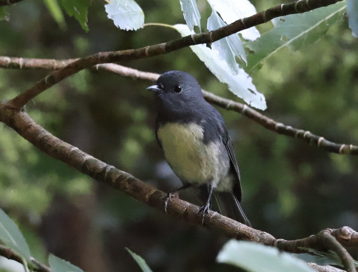 South Island Robin - ML618910760