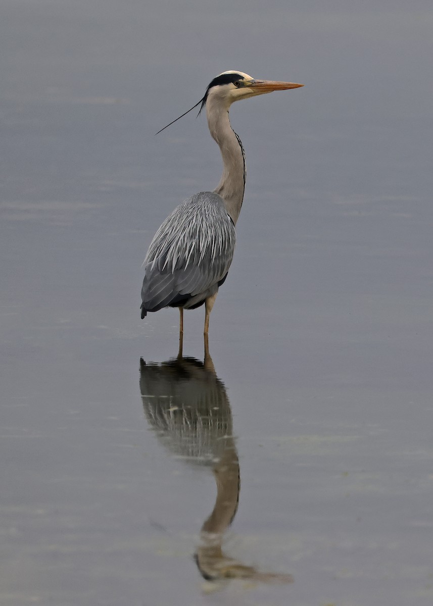 Gray Heron - ML618910761