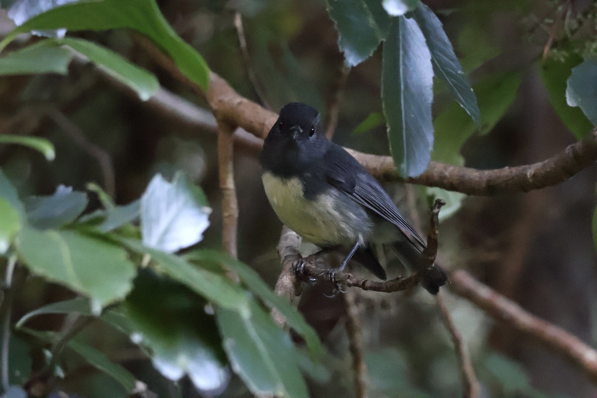 South Island Robin - ML618910762