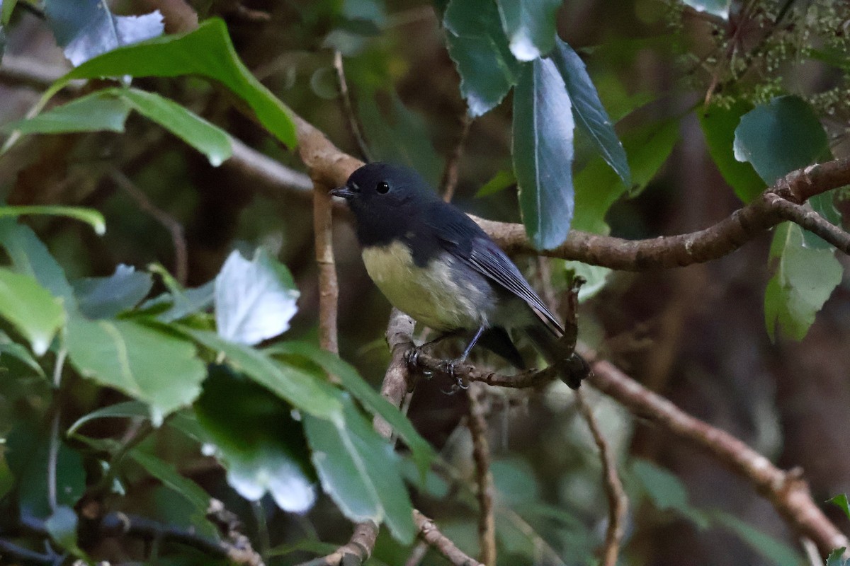 South Island Robin - ML618910763