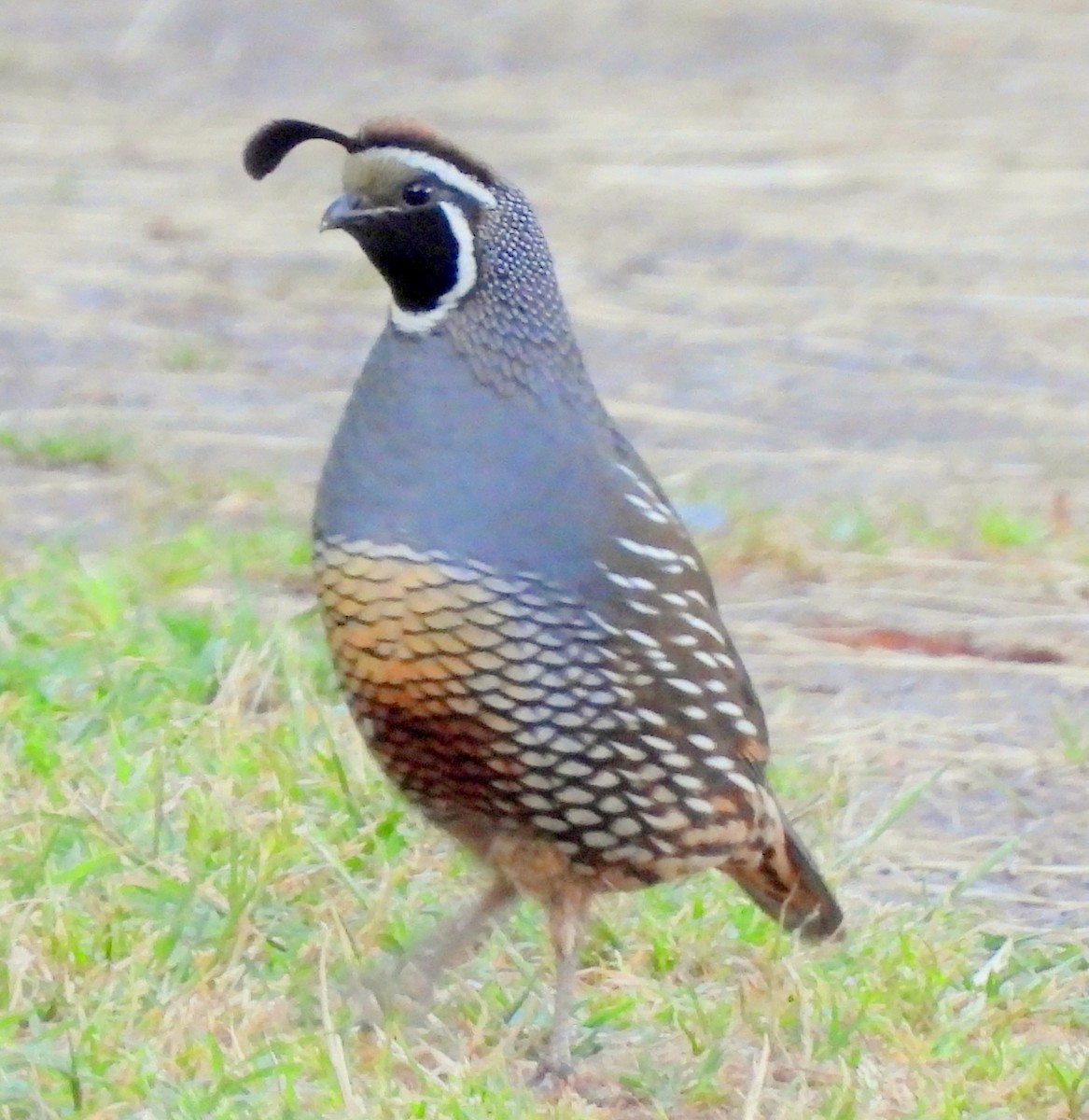 California Quail - ML618910766