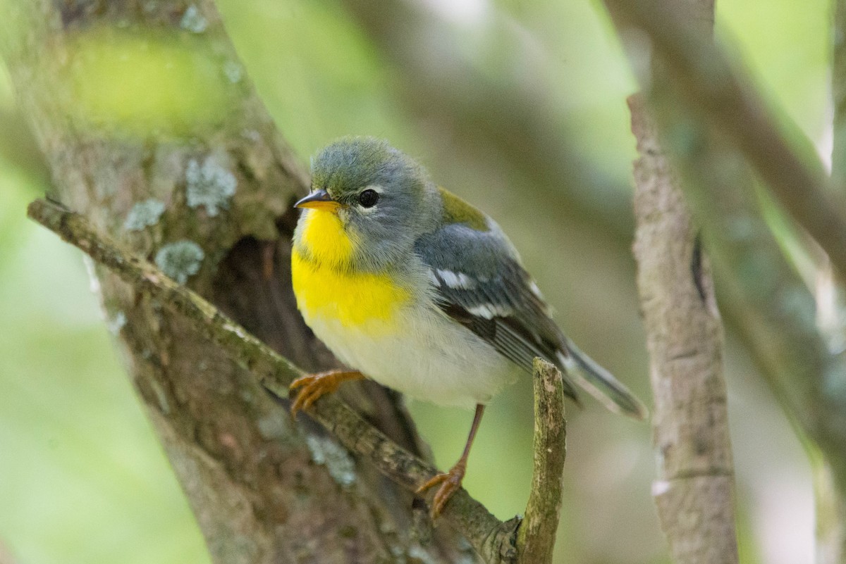 Northern Parula - ML618910769