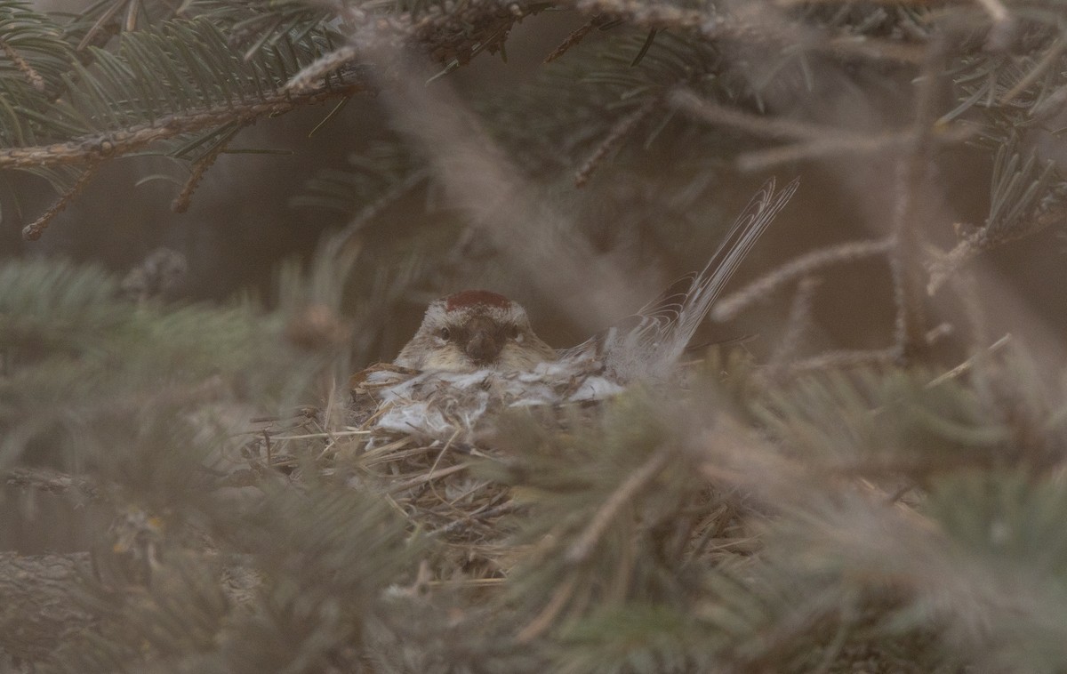 Hoary Redpoll - Nick Ramsey