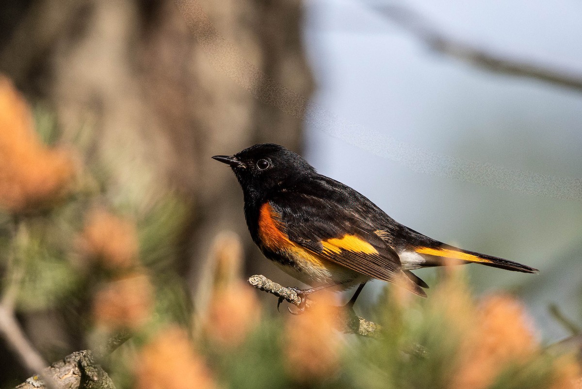 American Redstart - ML618910773