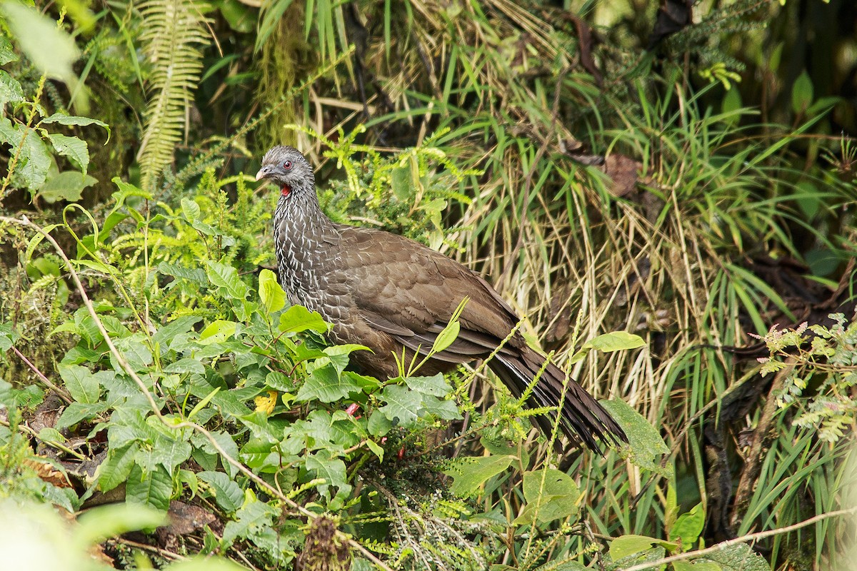 Andean Guan - Olga Cuartas Pescador