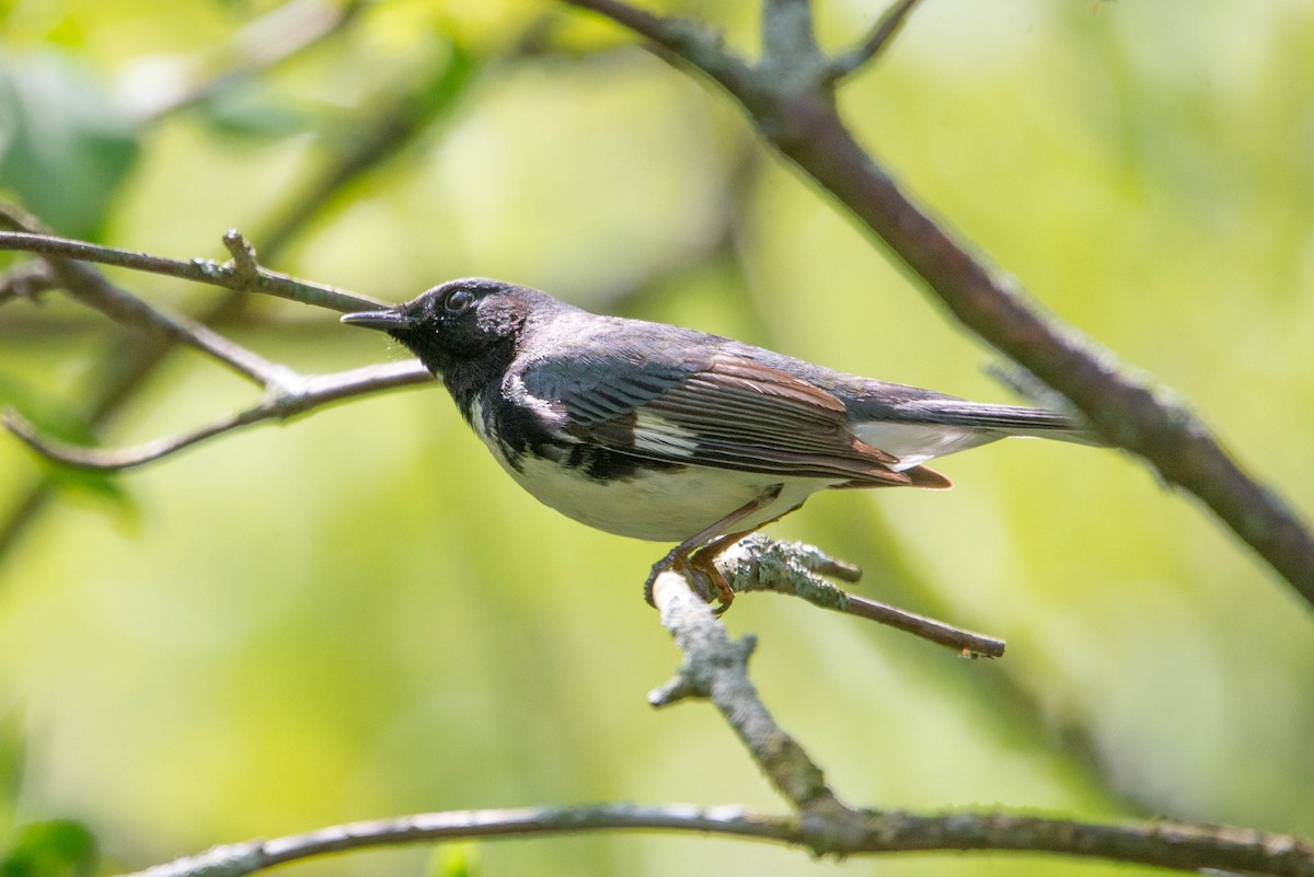 Black-throated Blue Warbler - ML618910783