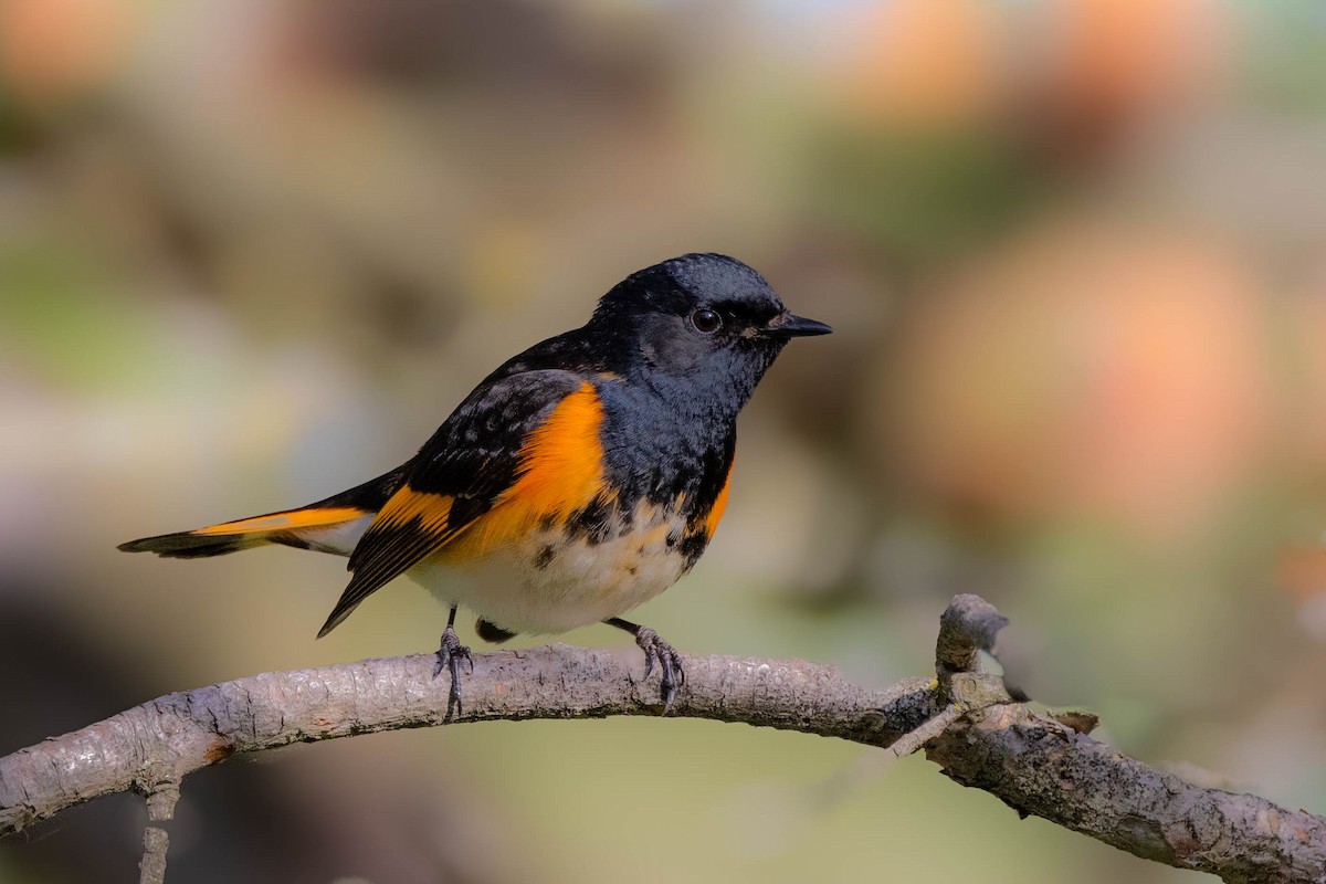 American Redstart - ML618910790