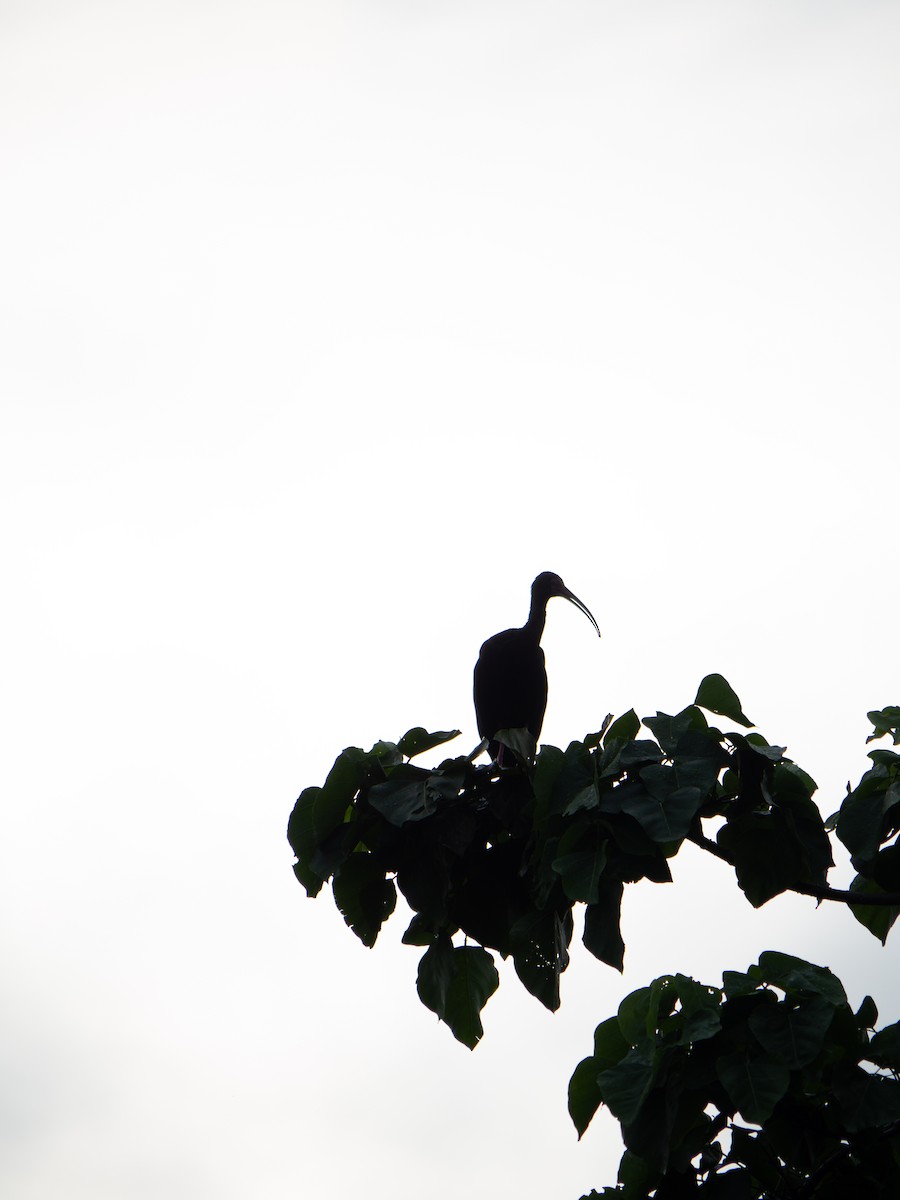 Bare-faced Ibis - La Juanita Casa Hotel Ecológico