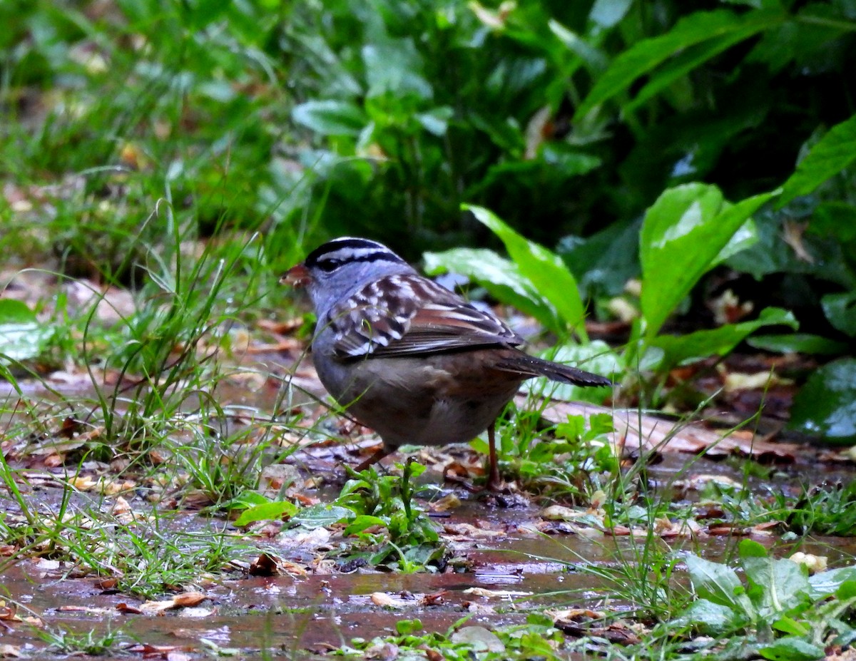 White-crowned Sparrow - Sharon Wilcox