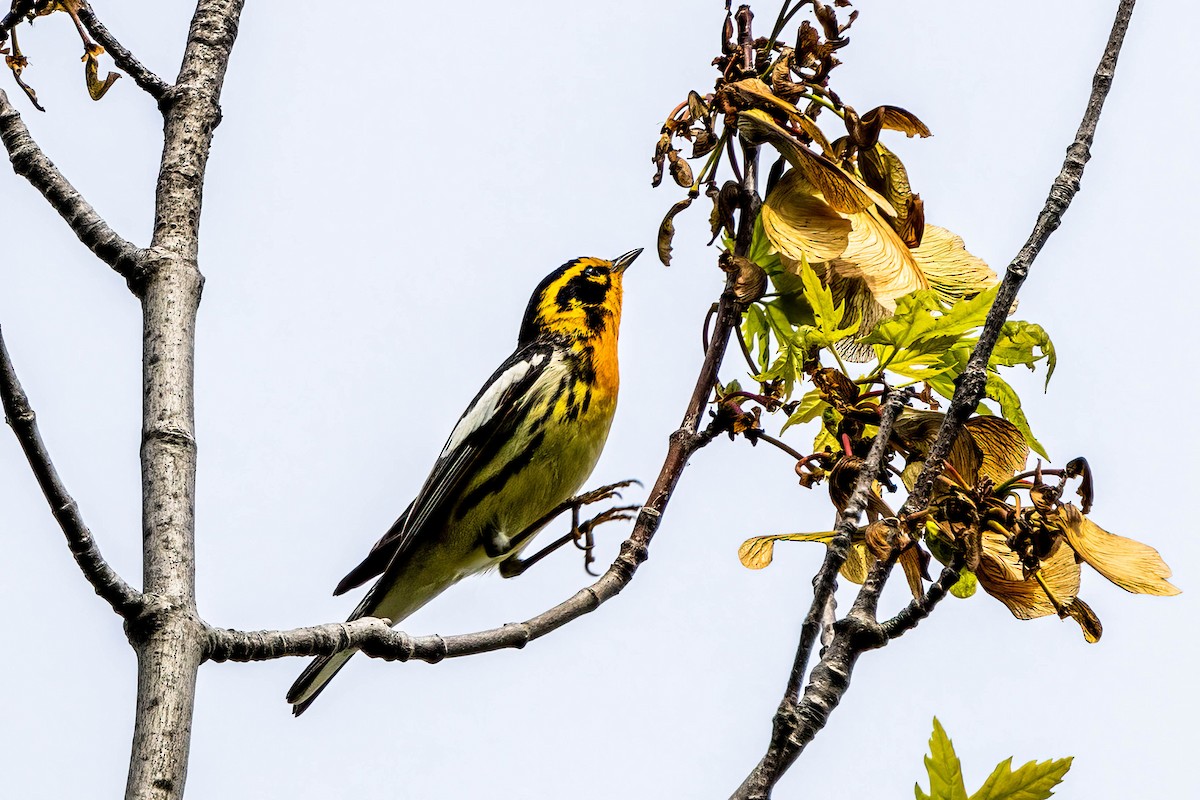 Blackburnian Warbler - ML618910798