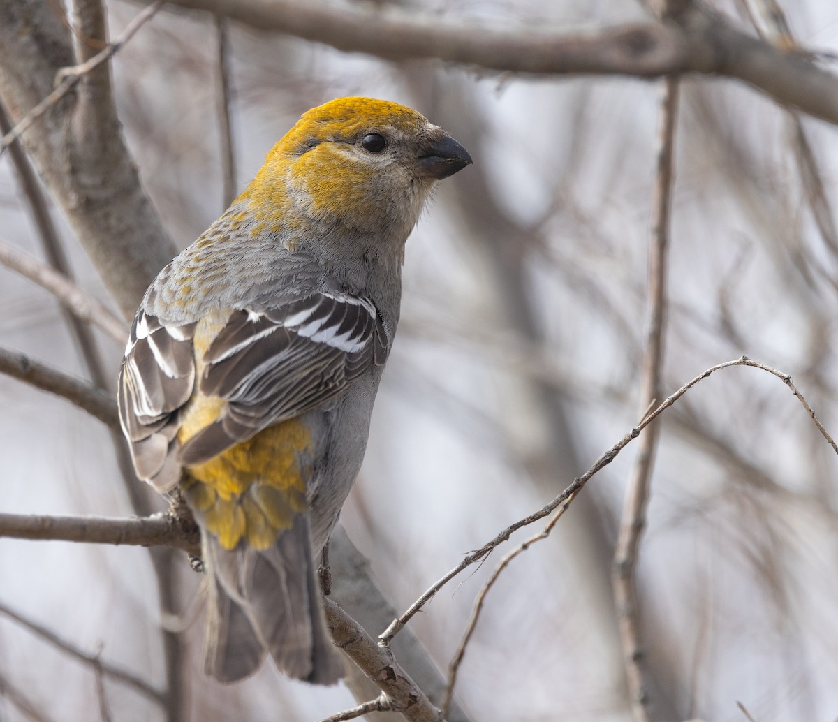 Pine Grosbeak - Nick Ramsey