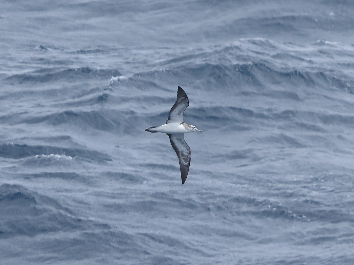 Streaked Shearwater - Mark Newsome