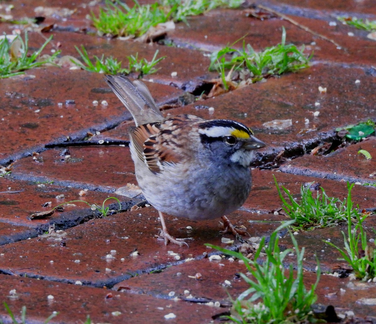 White-throated Sparrow - Sharon Wilcox