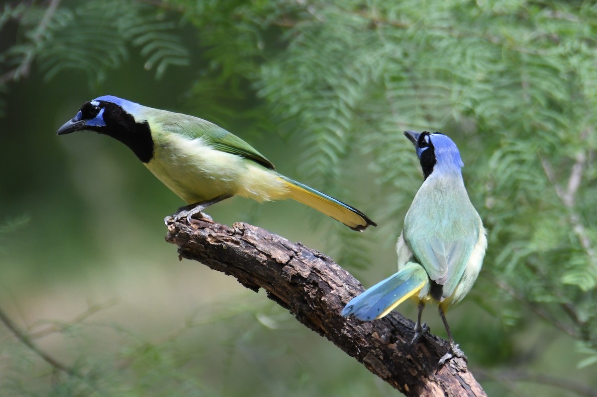 Green Jay - Colin Dillingham