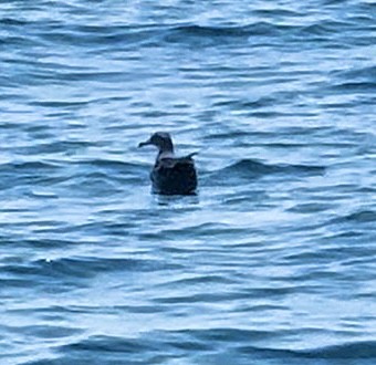 Wedge-tailed Shearwater - Darcy Boivin