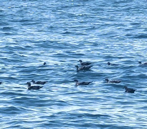 Wedge-tailed Shearwater - Darcy Boivin