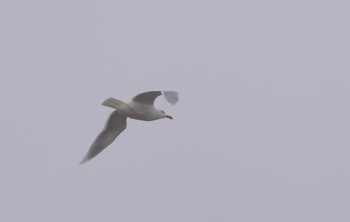 Glaucous Gull - ML618910836