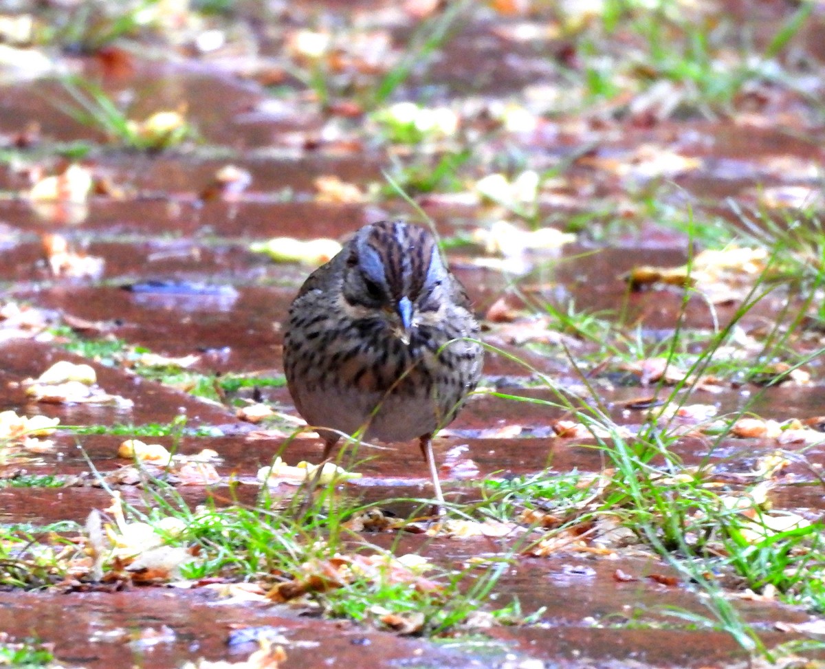 Lincoln's Sparrow - Sharon Wilcox