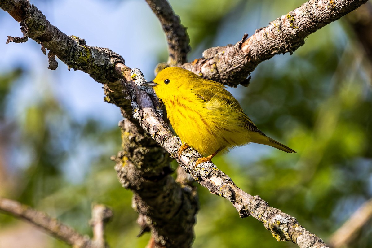 Yellow Warbler - ML618910841